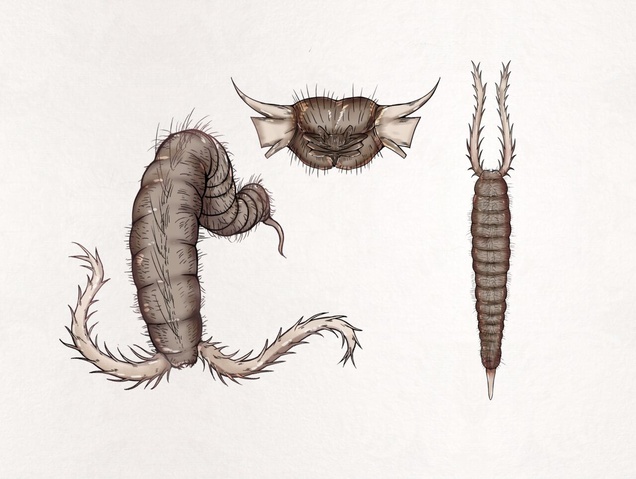 Insect research report No.12 page 5 full