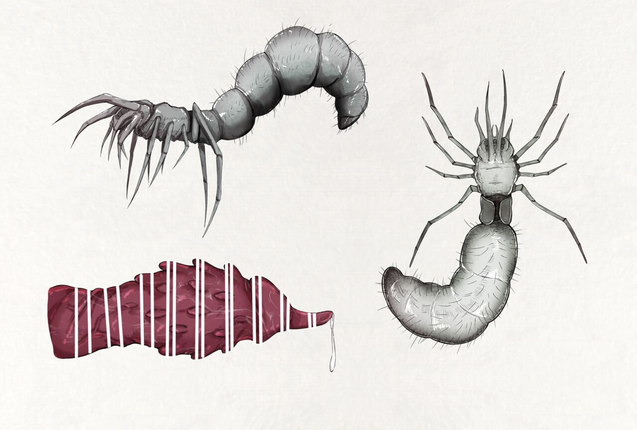 Insect research report No.20 page 6 full