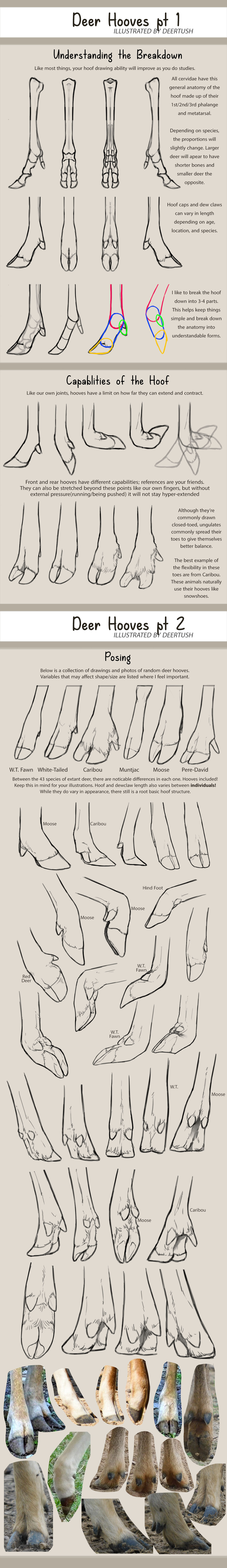 DrQube's folder of random animal and furry anatomy 2d study page 10 full