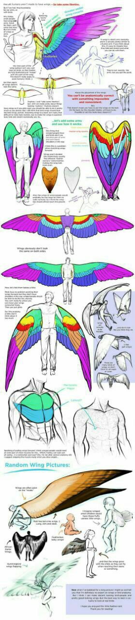 DrQube's folder of random animal and furry anatomy 2d study page 2 full