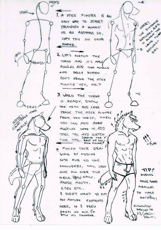DrQube's folder of random animal and furry anatomy 2d study page 5 full