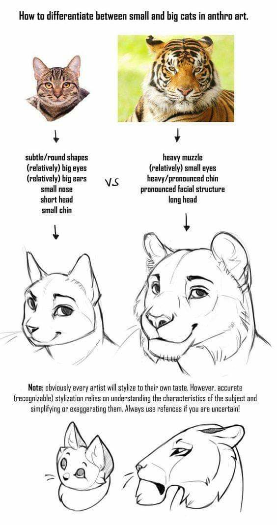 DrQube's folder of random animal and furry anatomy 2d study page 6 full
