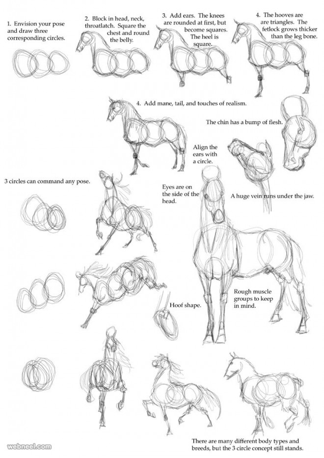 DrQube's folder of random animal and furry anatomy 2d study page 8 full