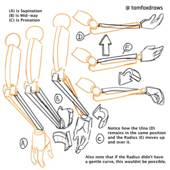 tomfox draws cover