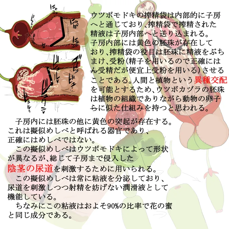 Shibo sei seibutsu sono 2: Utsubokadzuramodoki page 3 full