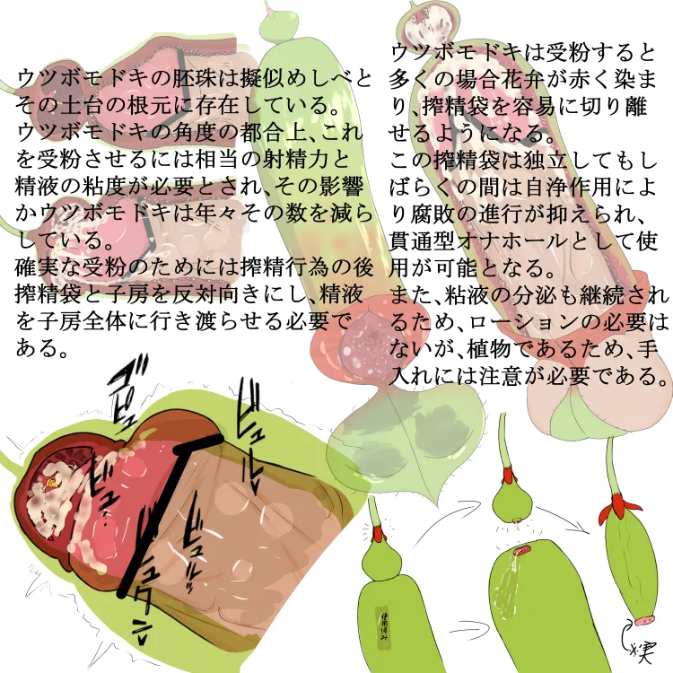 Shibo sei seibutsu sono 2: Utsubokadzuramodoki page 4 full