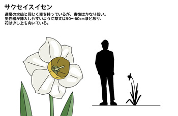 Shibo sei suisen cover