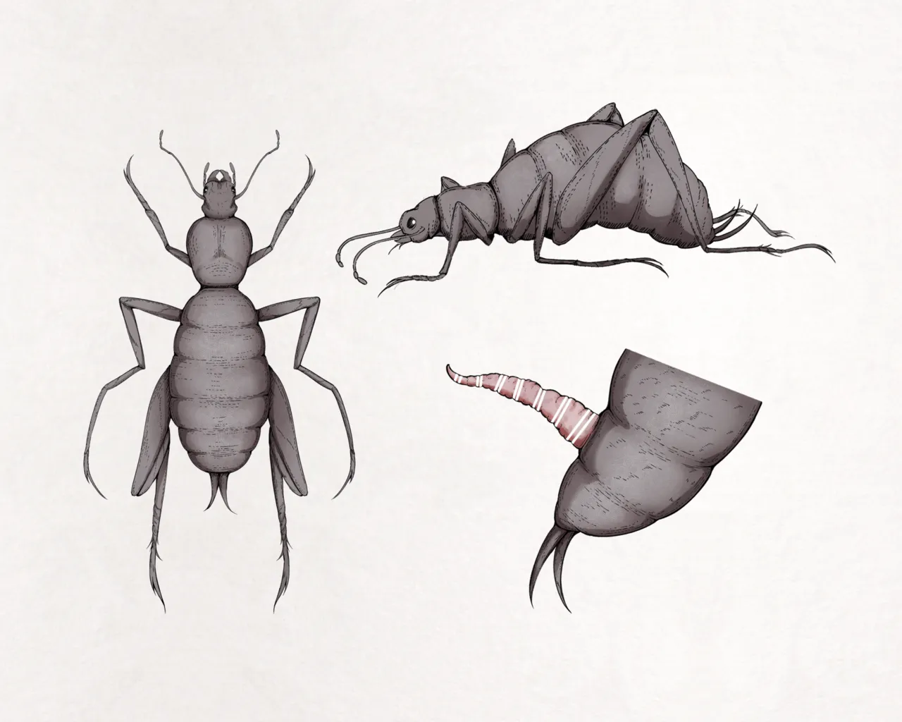 Insect Research Report No.23 page 6 full