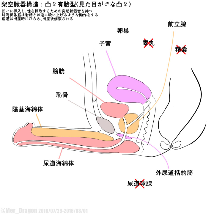 Cross-sectional diagram of futanari and similar reproductive organs. page 10 full