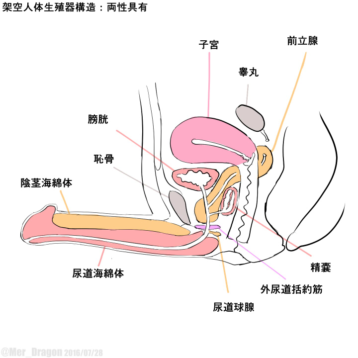 Cross-sectional diagram of futanari and similar reproductive organs. page 2 full