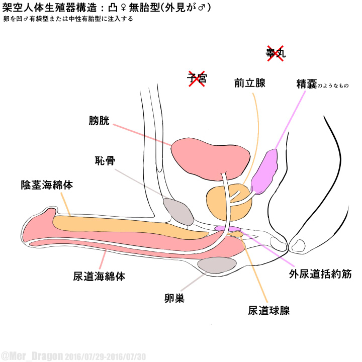 Cross-sectional diagram of futanari and similar reproductive organs. page 3 full