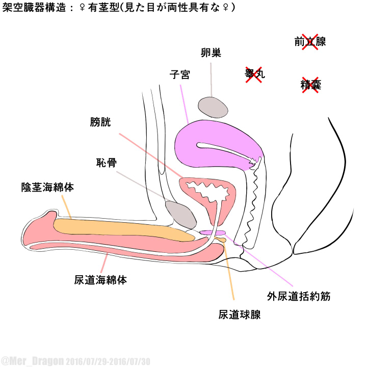 Cross-sectional diagram of futanari and similar reproductive organs. page 4 full