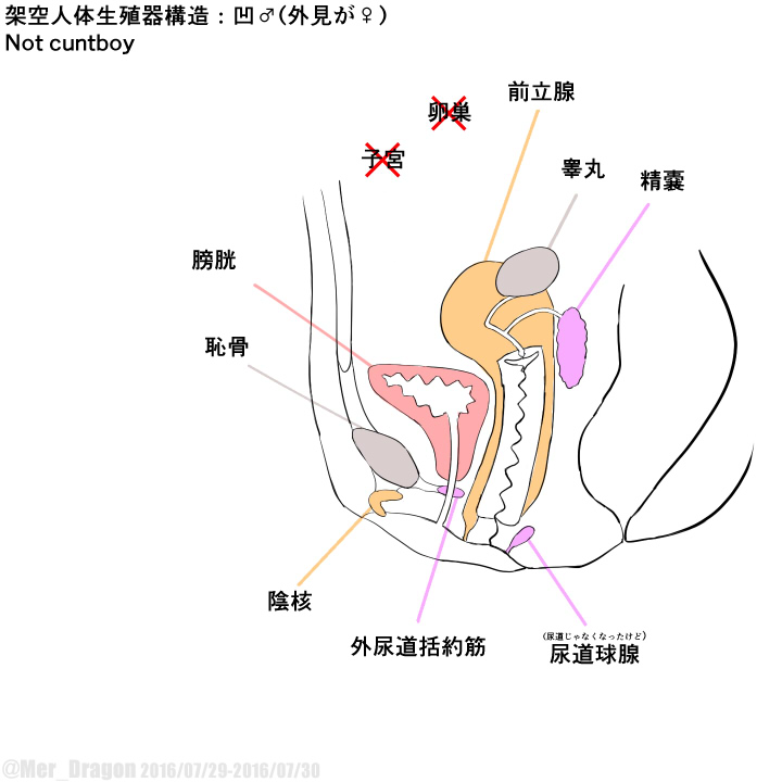 Cross-sectional diagram of futanari and similar reproductive organs. page 5 full