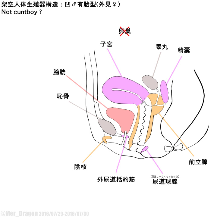 Cross-sectional diagram of futanari and similar reproductive organs. page 6 full