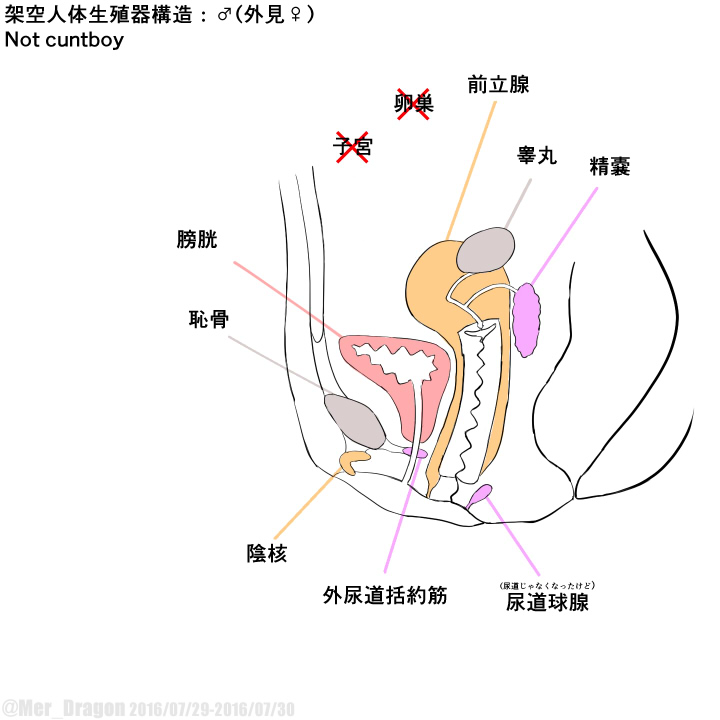 Cross-sectional diagram of futanari and similar reproductive organs. page 7 full