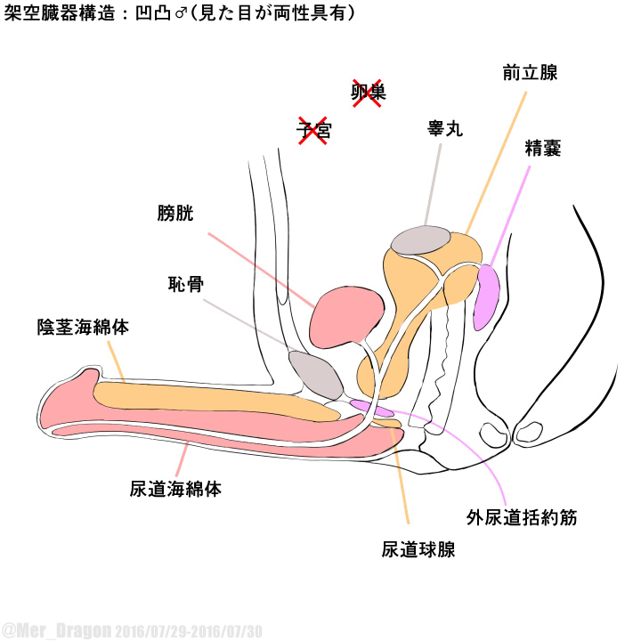 Cross-sectional diagram of futanari and similar reproductive organs. page 8 full