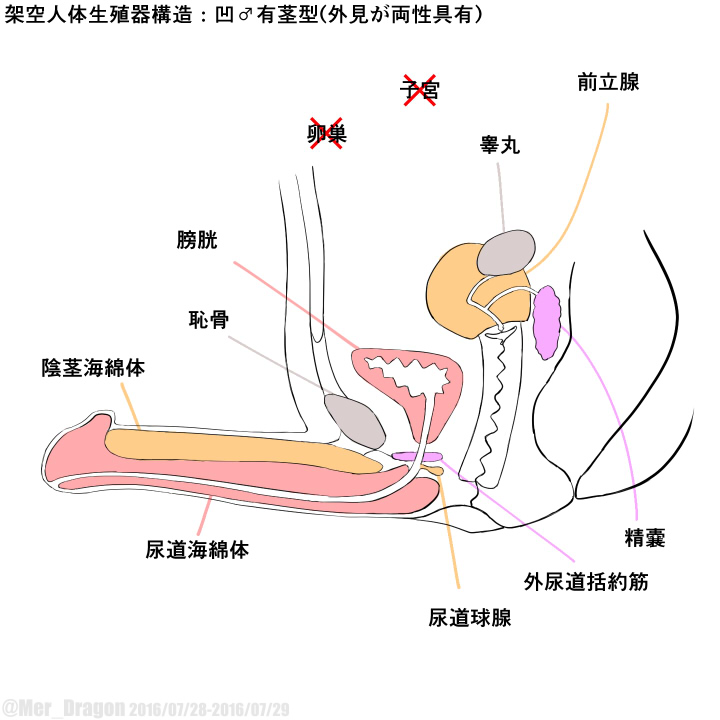 Cross-sectional diagram of futanari and similar reproductive organs. page 9 full
