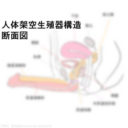 Cross-sectional diagram of futanari and similar reproductive organs.